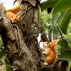 Cute Squirrel Tree Branch & Flower Pot Pendant for Garden and Balcony Decor