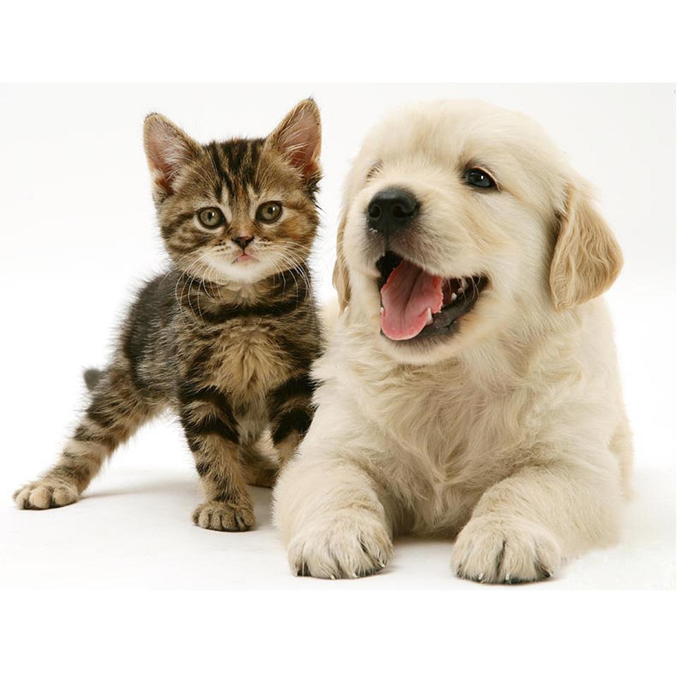 5D DIY Full Round Diamond Painting "animal" Dog Cat Diamond Embroidery Mosaic Cross Stitch Kit Rhinestone Home Decoration