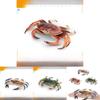 Marine Life Crab Replica For Kids Learning Aquarium Decoration Pvc Collectible