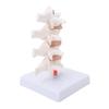 Professional Osteoporosis Model Human Anatomical Spine Model for Teaching Demonstration