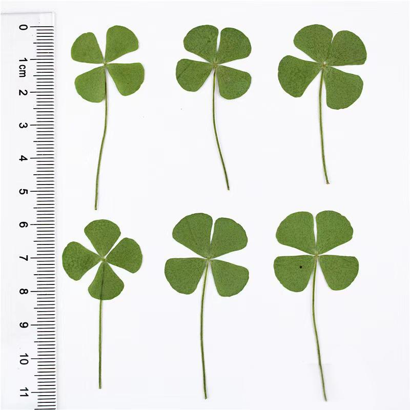 1/5/10Pcs Lucky Clover Postcards Natural Grass Transparent Wishing Cards For Bookmarks