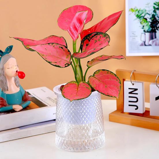 Yousheng Self Watering Plant Pot Flowerpot with Drainage Holes And Transparent Water Reservoir Indoor Self Watering Planter for Home Office Decor