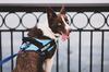 IDC Power Harness, Size: S/Mini, Black