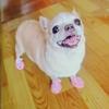 4 Stück Sommer Netz Haustier Sandalen Schuhe Für Kleine Hunde Anti-Rutsch Kuhsehnen Sohle Welpen Hund Sneaker Chihuahua Mascotas Zubehör