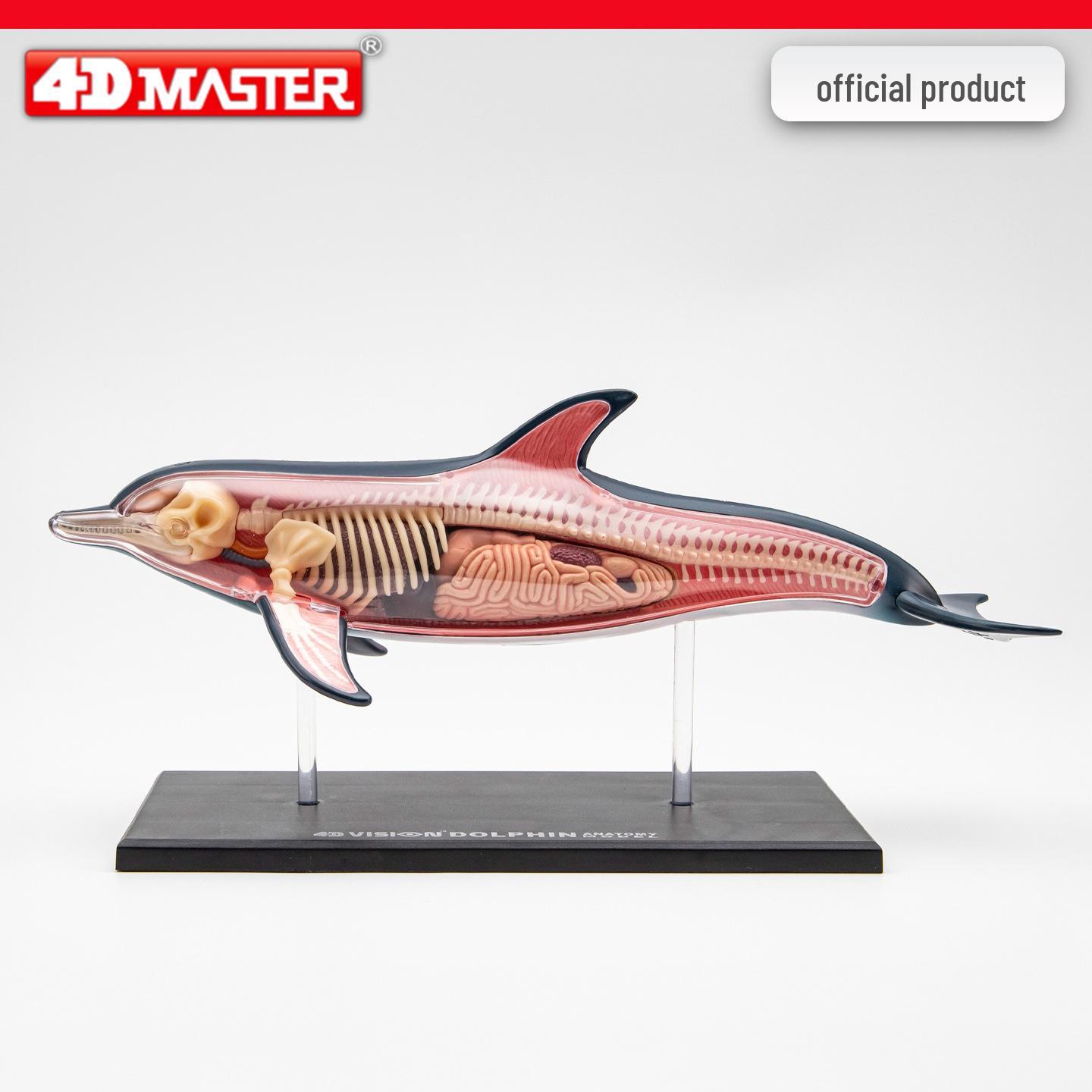 4D Master Dolphin Anatomy Model: Medical Teaching Tool with Skeleton & Organs - DIY Assembly