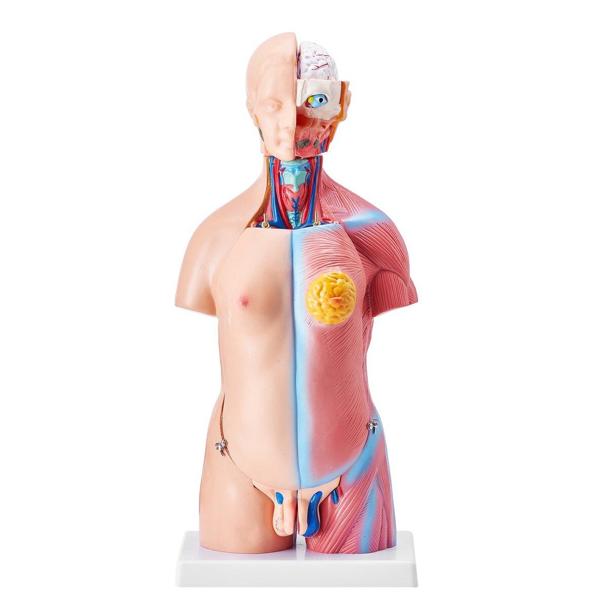 Human Body Model, 23 Parts 18