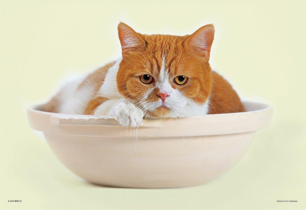 

108 Piece Jigsaw Puzzle Futeneko Haruma Cat Large Piece Pot (26x38cm)