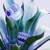 Petite Agave Cooling Hydrogel Eye Patch 60EA/120EA