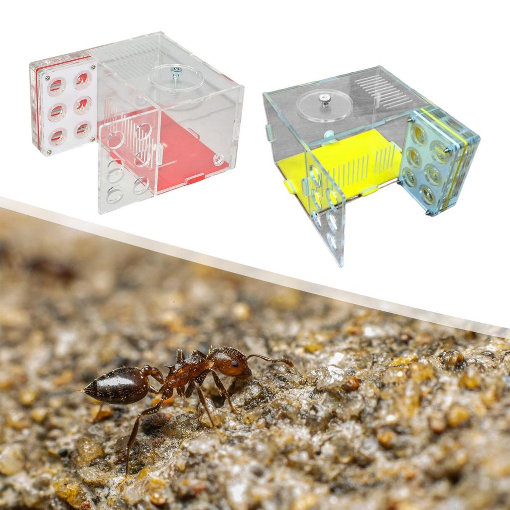 ANT Farm Easy To Assemble Workshop Moisture House Nest Box Breeding Case for Tabletop Science Observation