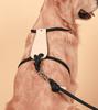 Essential Harness Dog Pet Rope Come Small Medium Large Dog Come Soft Harness All Dog Breeds [HOZI] Harness, Harness, Harness, Stylish, Soft, Washable,