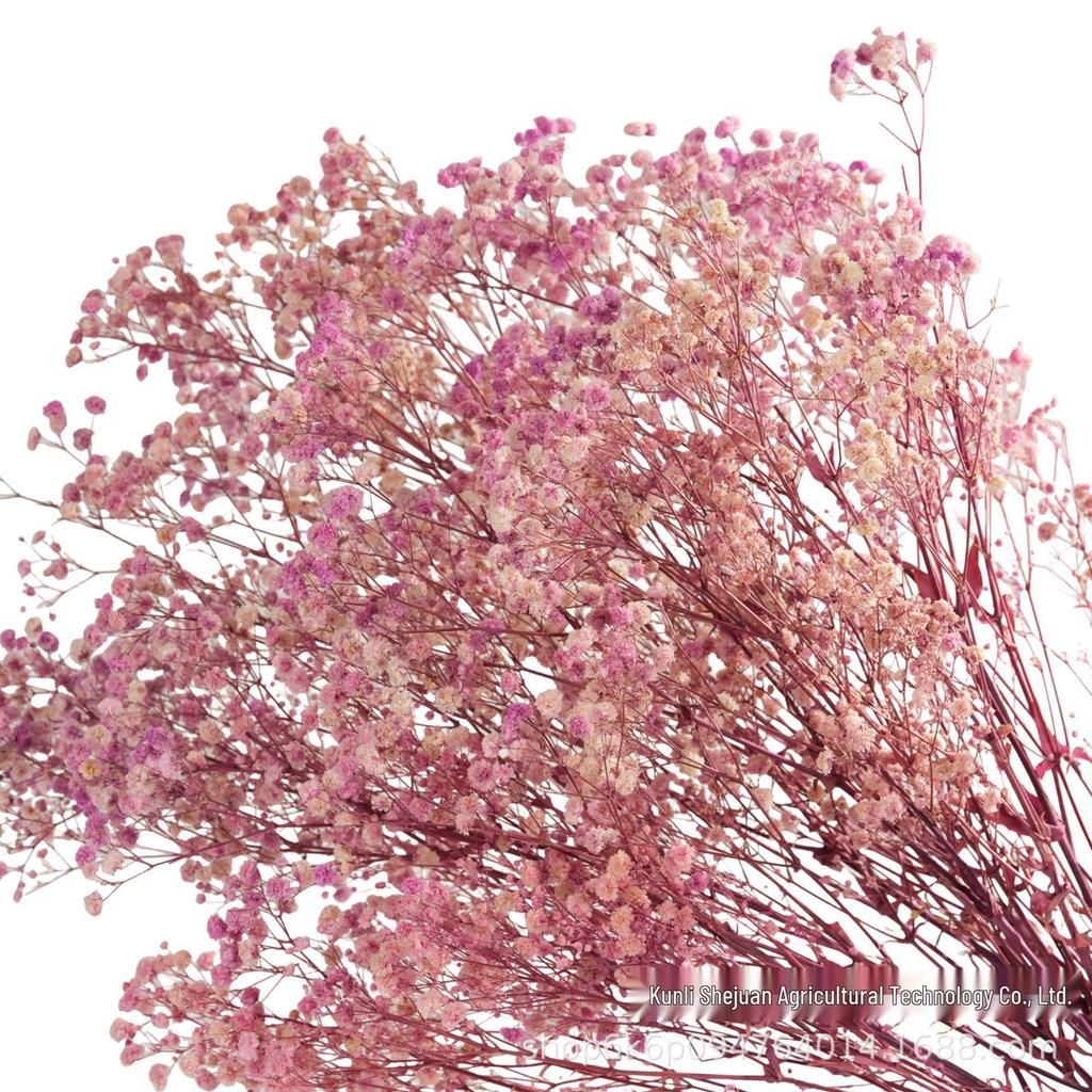 Gypsophila Preserved Flowers for DIY Arrangements & Wedding Decorations
