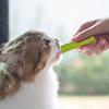 Cat Grass Chew Stick Natural Grass Tooth Grinding Stick Multi-Functional Grass Tooth Grinding Stick For Indoor Cats Teeth Caring