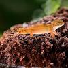 Reptile – Terarii pentru reptile