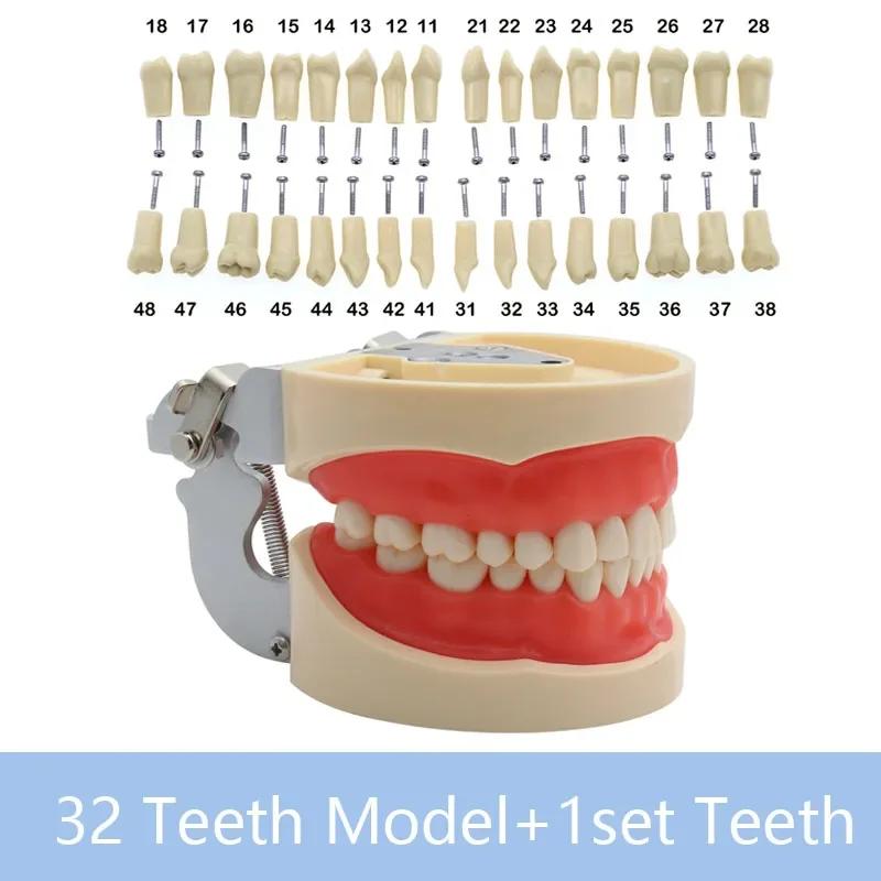 32 Teeth Dental Teaching Model Soft