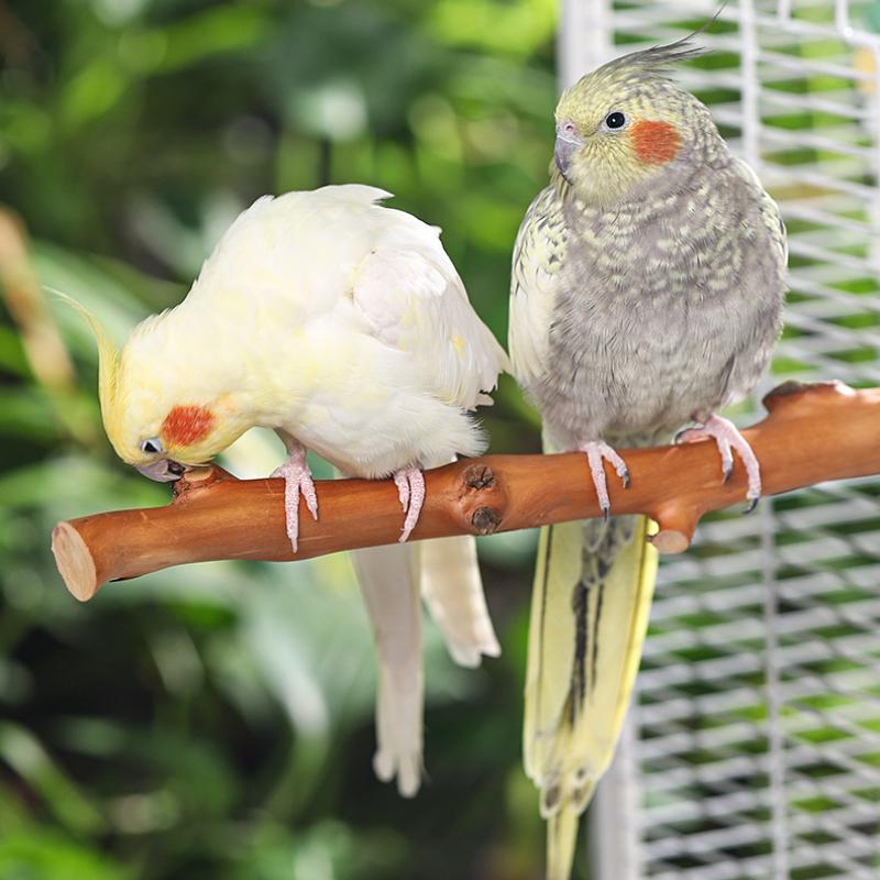 Natural Parrot Stand Tree Stick Birds Perch Paw Grinding Fork Parakeet Climbing Bird Standing Branches Toys Birdcage Accessories