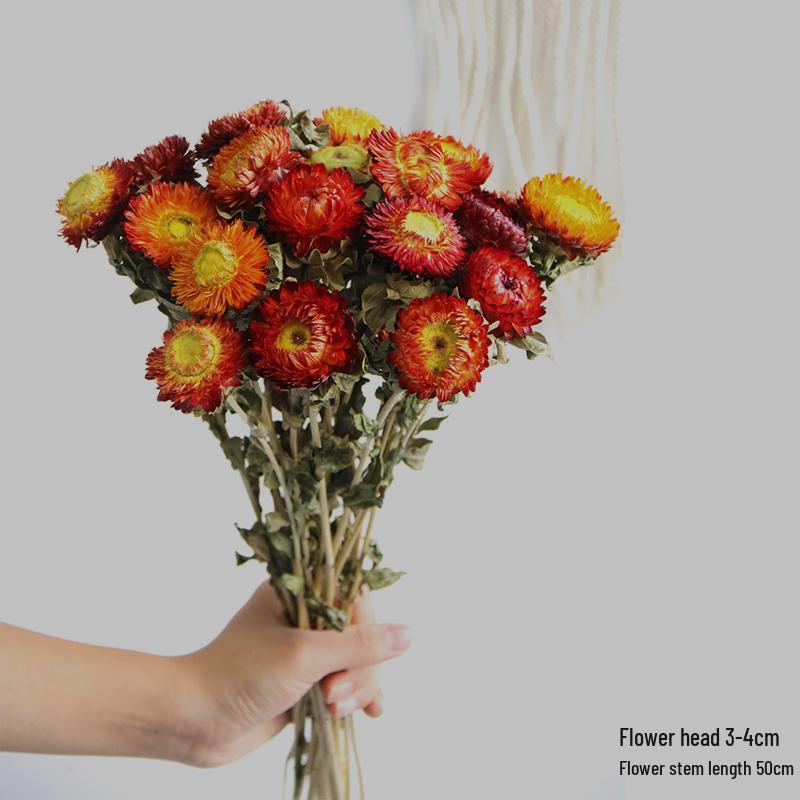 Daisy Dried Flower Bouquet for Living Room and Bedroom Décor - Natural Yunnan Flowers for Display or Photo Props