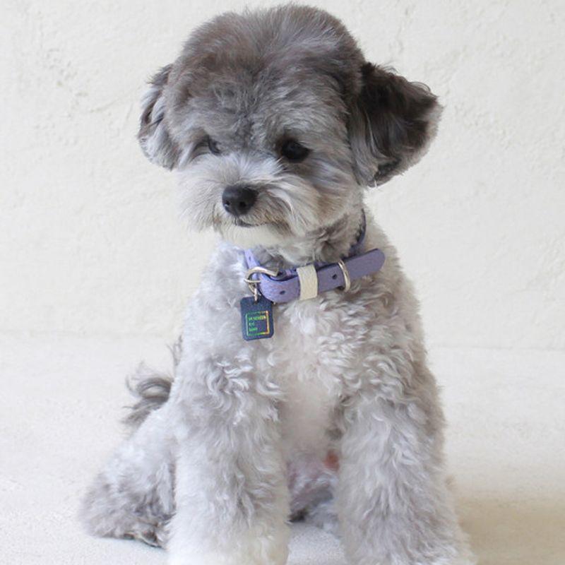 MAISON DE MIU Petsnal Color Leine Violett/Weiß