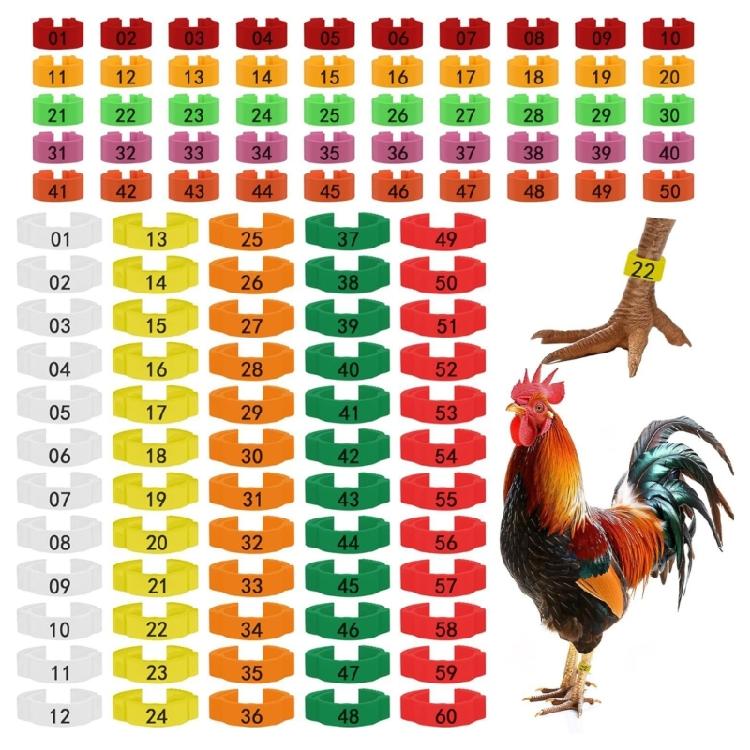 

100 divisions thin Plastic Leg Accessories For Farm Birds In Five Bright Hues 1