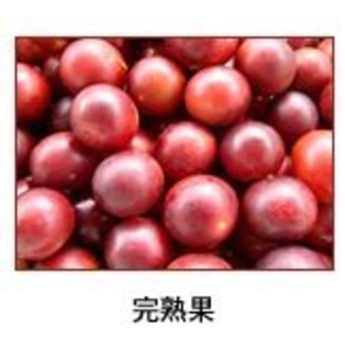 Camu Camu 5x Concentrated Drink (Commercial Use) (1000ml x 2 Bottles) [Amazon Camu Camu]