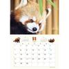 TRY-X Red Panda Striped Tail 2027 Wall Calendar 42x30cm 27CL-386