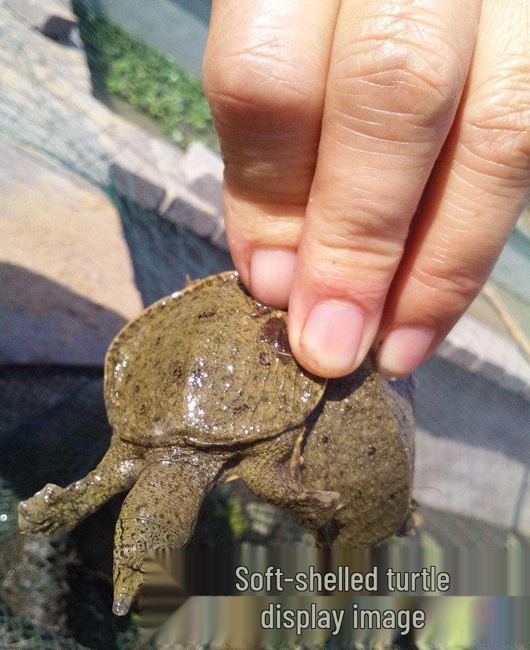 Live American Alligator Snapping Turtle - Ornamental Pet and Aquarium Cleaner That Eats Fish Waste 3 cm Softshell Turtle