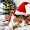 Chapeau de Noël pour animaux de compagnie Tedby Panda Dog, couvre-chef créatif en peluche rouge, décoration de fête pour animaux de compagnie