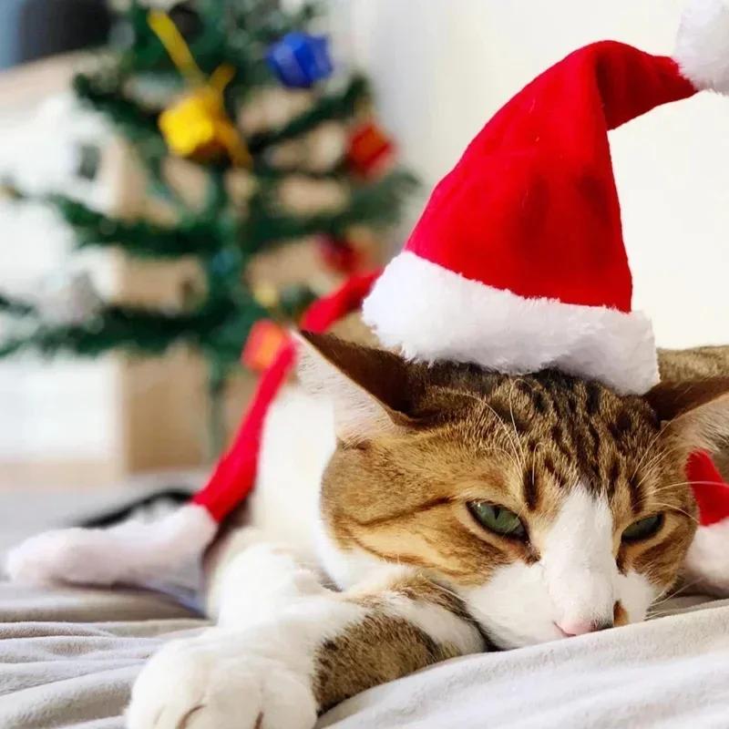 Chapeau de Noël pour animaux de compagnie Tedby Panda Dog, couvre-chef créatif en peluche rouge, décoration de fête pour animaux de compagnie