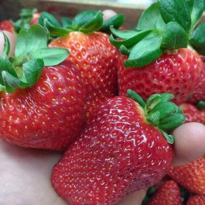 50 MAXIM GIANT STRAWBERRY Seeds "Fresh and Organic Seeds"