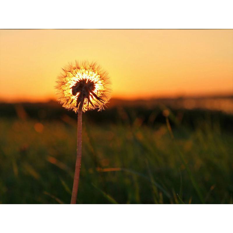 Diamantmaling Løvetann Full Firkant Mosaikkkunst Solnedgang Diamantbroderi Landskap Bilde av Rhinestone Hjemmedekor