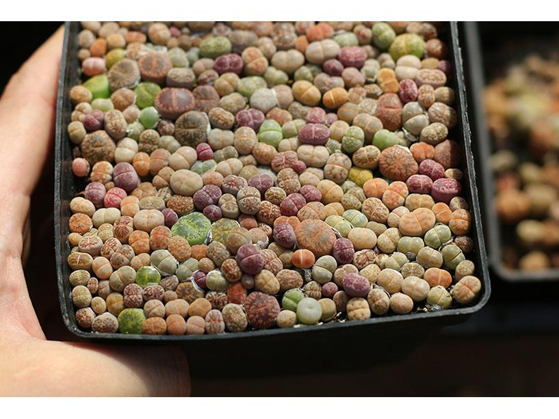 Rare Lithops Succulent Pot: Diverse Colors & Varieties