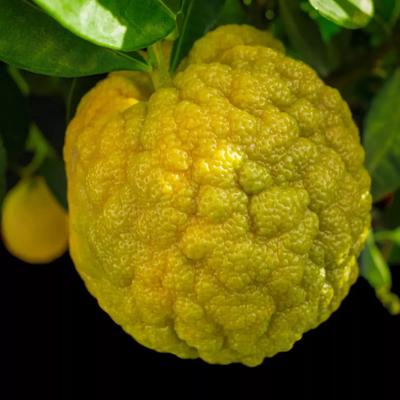 Citrus Jambhiri - Schaub Rough Lemon - 5 Semi