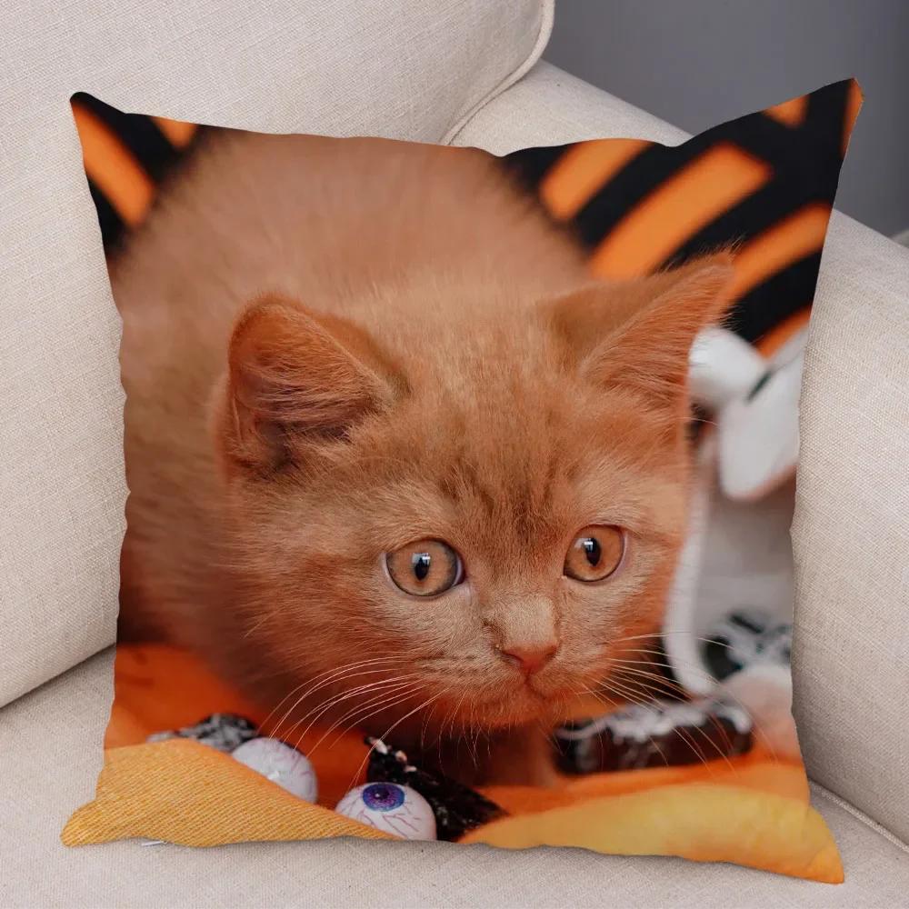 Federa per cuscino decorativo Blu British Shorthair con stampa in peluche corto per decorazione divano soggiorno Federe per cuscini