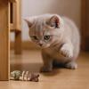 Multi-Flavor Cat Chewing Teeth Cleaning Cat Entertainment Pet Dental Chew Fishbone Shape Teeth Cleaning Stick Pet Dental Care