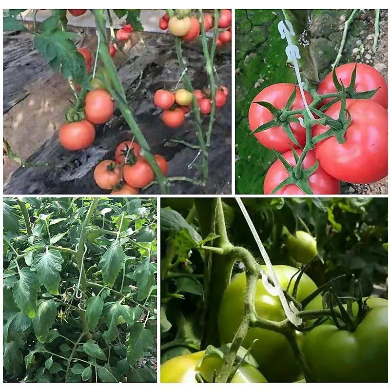 9.5/13/16cm Tomato Support J Shaped Ear Hook Clip Garden Vegetable Grape Vine Fastener Buckle Prevent Fruit Cluster Falling 50Pcs
