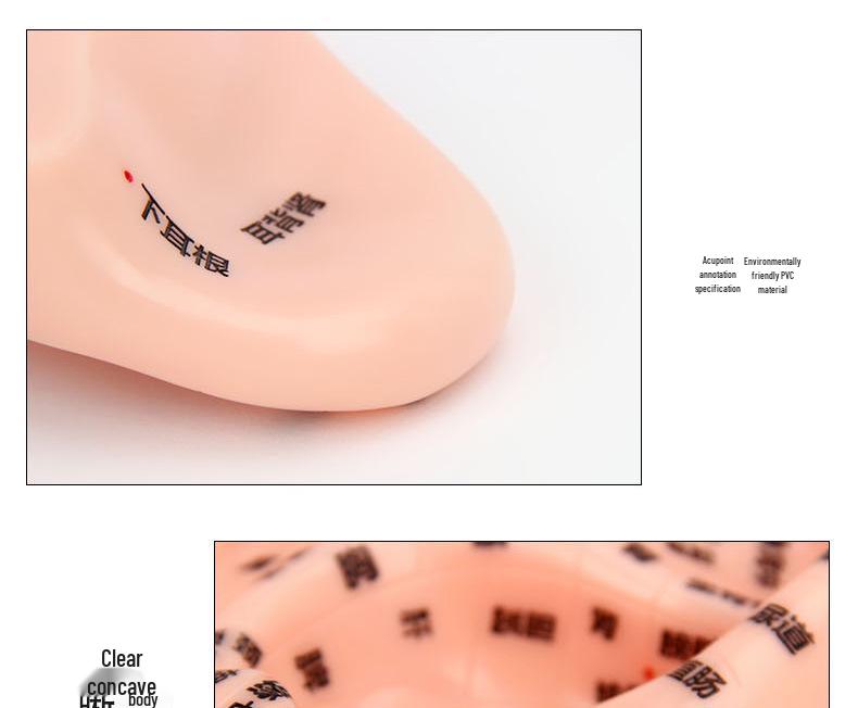 13cm-18cm Ohr Akupunkturpunkt Reflexzonenmodell für Akupunktur und Meridiantherapie