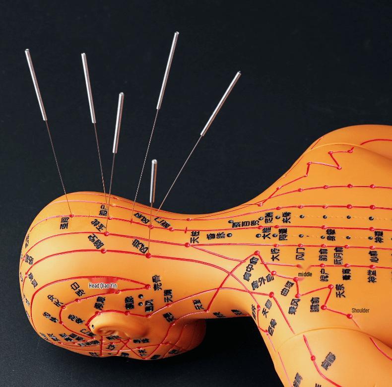 50CM Průhledný meridiánový model lidského těla - Mužský a ženský Akupunkturní body tradiční čínské medicíny.