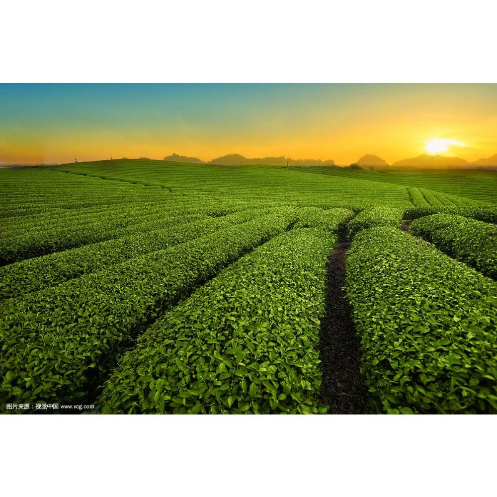 Shu Pu Erh Ripe Tea Golden Arbor Yunnan 357g