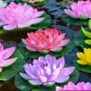 5Pcs Artificial Floating Foam Flower Large Realistic Water Lilies Plant For Pond Garden Tank Aquariums Water Decoration