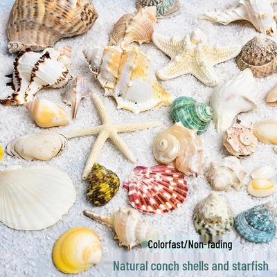 Seashell Starfish Photo Frame & Wind Chime Gift Set