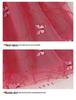 2025 Girls' Summer Princess Tulle Dress: Trendy Children's Fashion