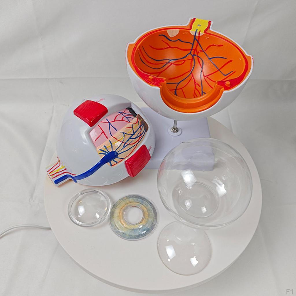 Human Eye Model Desk Figure Assemble Teaching Eyeball Display 4D Disassembled for