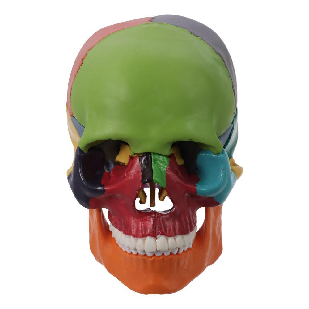 

15-частинна знімна медична модель черепа з анатомією людини, розібраний череп