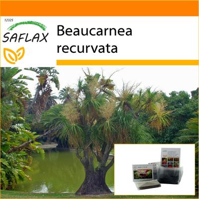 Garden in the Bag – Pferdeschwanzpalme – 10 Samen – Mit Substrat im passenden Standbeutel – Beaucarnea recurvata