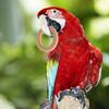 10 sztuk Pet Bird papuga zabawki wywiadowcze naturalny drewniany pierścień papuga zabawka szkoleniowa zabawki do żucia zabawki dla papużek falistych wzrost zabawki artykuły dla ptaków