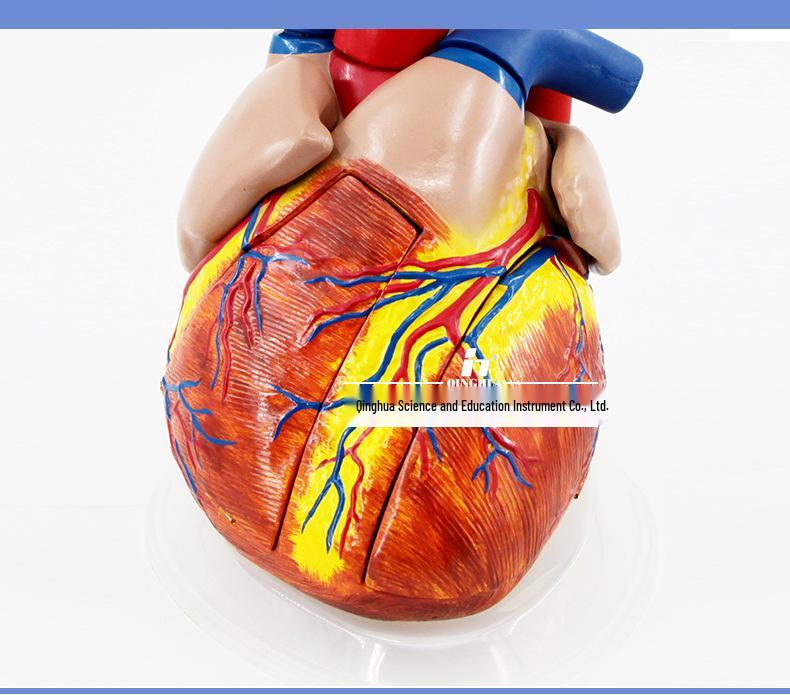 Authentic Human Heart Anatomy Model with Detachable Parts, B-Ultrasound & Color Ultrasound Compatible, 5:1 Scale