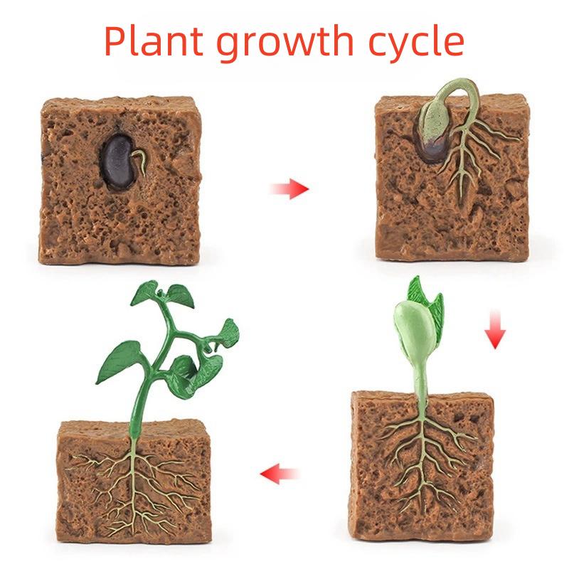 Детская модель растения-симулятор, развивающая игрушка, процесс роста растения, когнитивная Монтессори-школа, креативная игрушка для раннего развития