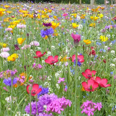 A Mixture of Wild Flowers Kwietna Łączka 500g Beautiful Flowers of Various Varieties MIX for the Garden