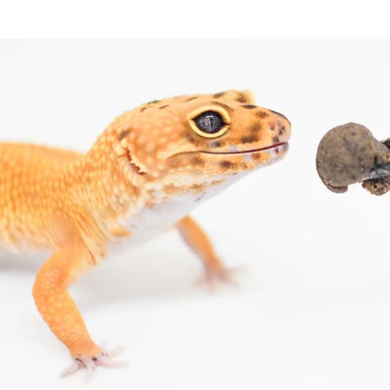 Heuschrecken-basiertes Reptilienfutter – Geliebt von wählerischen Fressern – ECOROGY LEOBAIT 50 g　1 Packung oder 2 Packungen