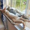 Voor dieren – Meubels voor huisdieren
