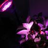E27 36W LED Full Spectrum Grow Light for Indoor Plants and Succulents
